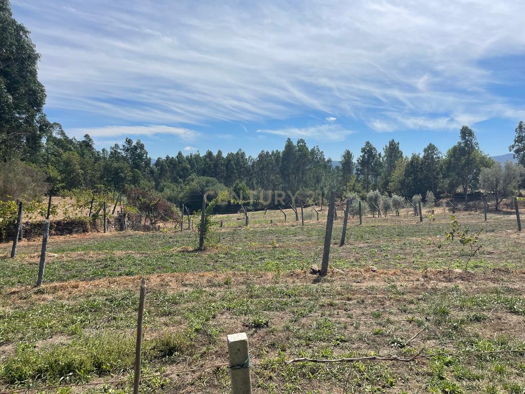 Uma propriedade rural de 1,5 hectares situada em Oliveira de Frades, que possui uma casa de 80m2 necessitando de renovação, está próxima da albufeira da Barragem de Ribeiradio. - Image 10