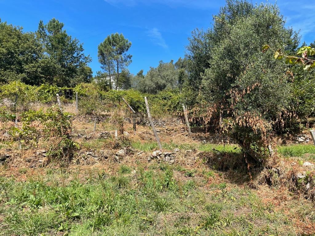 Uma propriedade rural de 1,5 hectares situada em Oliveira de Frades, que possui uma casa de 80m2 necessitando de renovação, está próxima da albufeira da Barragem de Ribeiradio. - Image 12