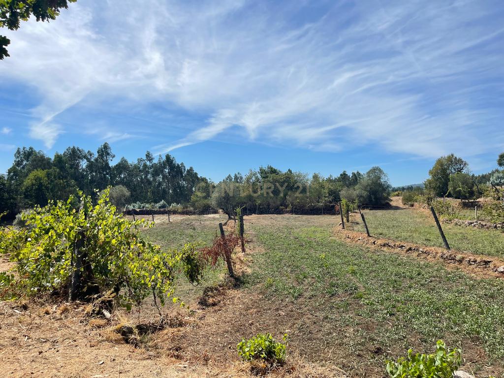 Uma propriedade rural de 1,5 hectares situada em Oliveira de Frades, que possui uma casa de 80m2 necessitando de renovação, está próxima da albufeira da Barragem de Ribeiradio. - Image 13