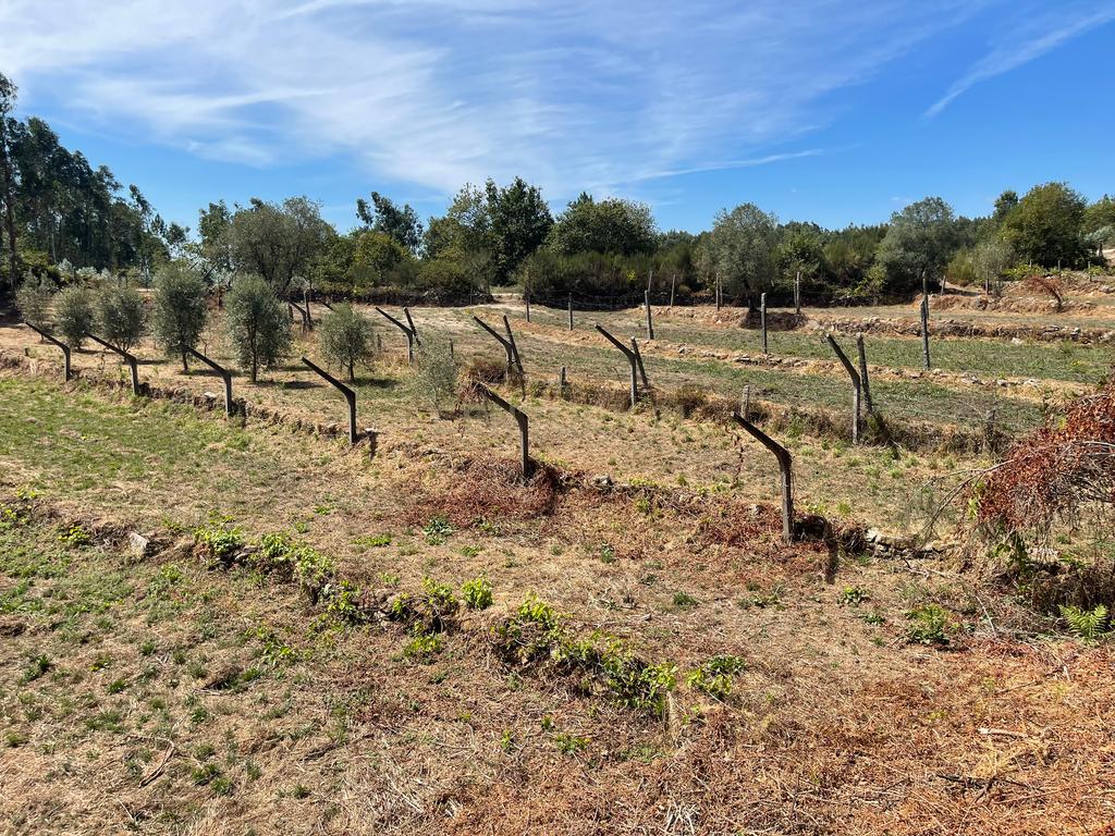 Uma propriedade rural de 1,5 hectares situada em Oliveira de Frades, que possui uma casa de 80m2 necessitando de renovação, está próxima da albufeira da Barragem de Ribeiradio. - Image 14