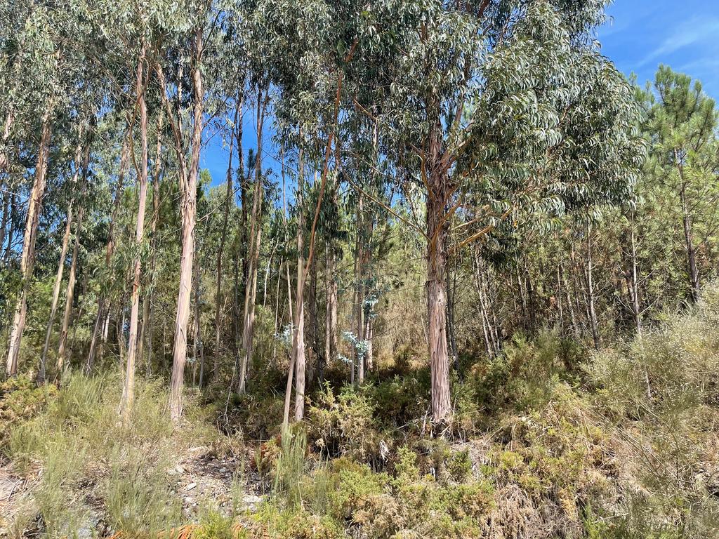 Uma propriedade rural de 1,5 hectares situada em Oliveira de Frades, que possui uma casa de 80m2 necessitando de renovação, está próxima da albufeira da Barragem de Ribeiradio. - Image 15