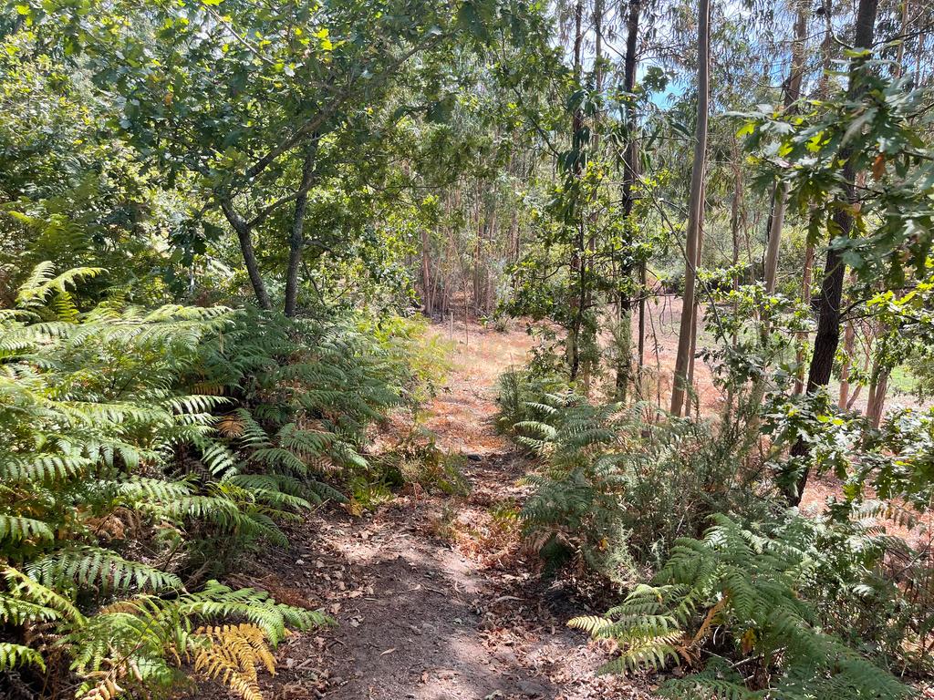 Uma propriedade rural de 1,5 hectares situada em Oliveira de Frades, que possui uma casa de 80m2 necessitando de renovação, está próxima da albufeira da Barragem de Ribeiradio. - Image 16