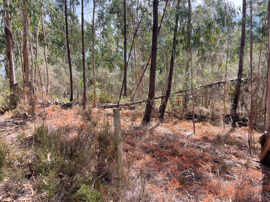 Uma propriedade rural de 1,5 hectares situada em Oliveira de Frades, que possui uma casa de 80m2 necessitando de renovação, está próxima da albufeira da Barragem de Ribeiradio. - Image 18