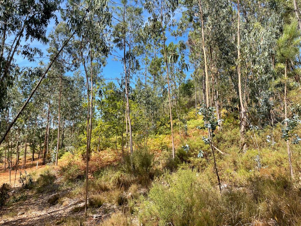 Uma propriedade rural de 1,5 hectares situada em Oliveira de Frades, que possui uma casa de 80m2 necessitando de renovação, está próxima da albufeira da Barragem de Ribeiradio. - Image 19