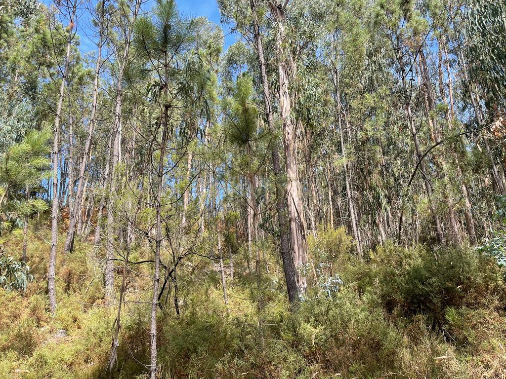 Uma propriedade rural de 1,5 hectares situada em Oliveira de Frades, que possui uma casa de 80m2 necessitando de renovação, está próxima da albufeira da Barragem de Ribeiradio. - Image 20