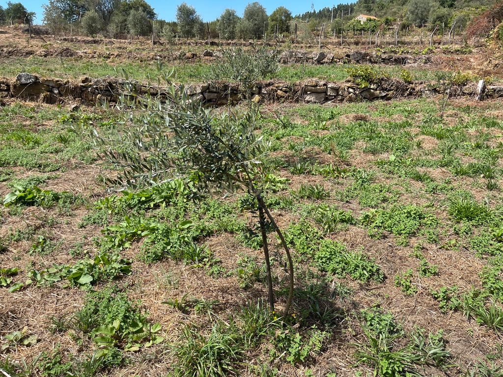 Uma propriedade rural de 1,5 hectares situada em Oliveira de Frades, que possui uma casa de 80m2 necessitando de renovação, está próxima da albufeira da Barragem de Ribeiradio. - Image 21
