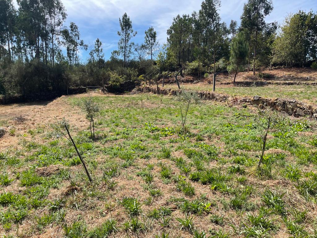 Uma propriedade rural de 1,5 hectares situada em Oliveira de Frades, que possui uma casa de 80m2 necessitando de renovação, está próxima da albufeira da Barragem de Ribeiradio. - Image 22