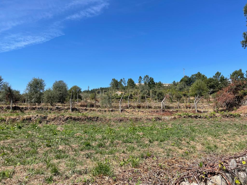 Uma propriedade rural de 1,5 hectares situada em Oliveira de Frades, que possui uma casa de 80m2 necessitando de renovação, está próxima da albufeira da Barragem de Ribeiradio. - Image 24