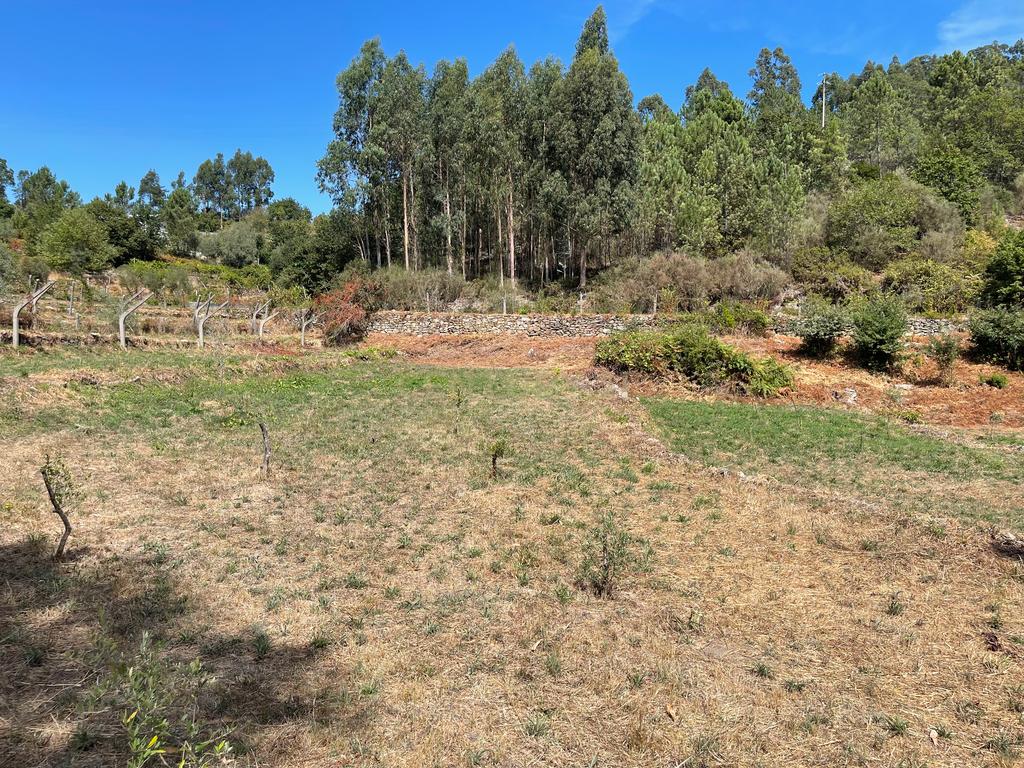 Uma propriedade rural de 1,5 hectares situada em Oliveira de Frades, que possui uma casa de 80m2 necessitando de renovação, está próxima da albufeira da Barragem de Ribeiradio. - Image 26