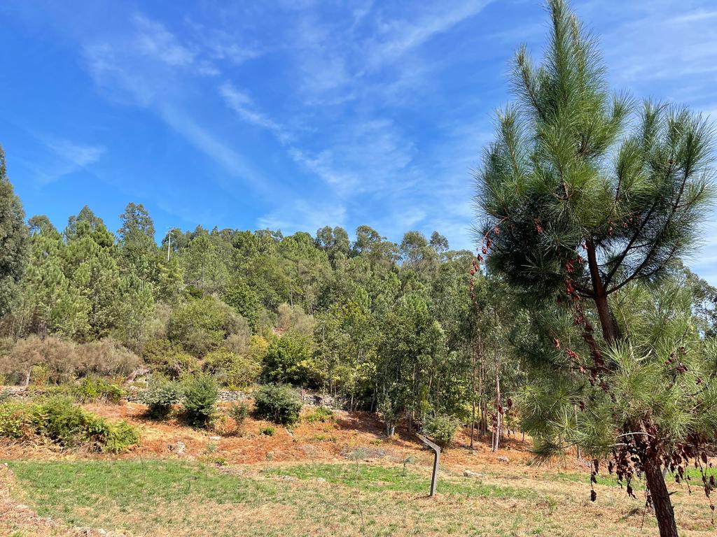 Uma propriedade rural de 1,5 hectares situada em Oliveira de Frades, que possui uma casa de 80m2 necessitando de renovação, está próxima da albufeira da Barragem de Ribeiradio. - Image 27