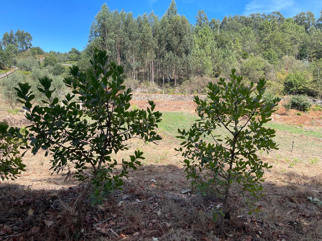 Uma propriedade rural de 1,5 hectares situada em Oliveira de Frades, que possui uma casa de 80m2 necessitando de renovação, está próxima da albufeira da Barragem de Ribeiradio. - Image 31