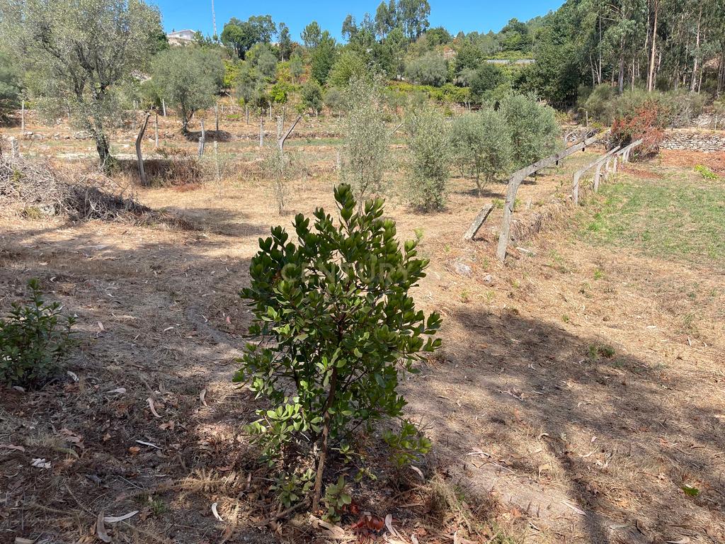 Uma propriedade rural de 1,5 hectares situada em Oliveira de Frades, que possui uma casa de 80m2 necessitando de renovação, está próxima da albufeira da Barragem de Ribeiradio. - Image 30