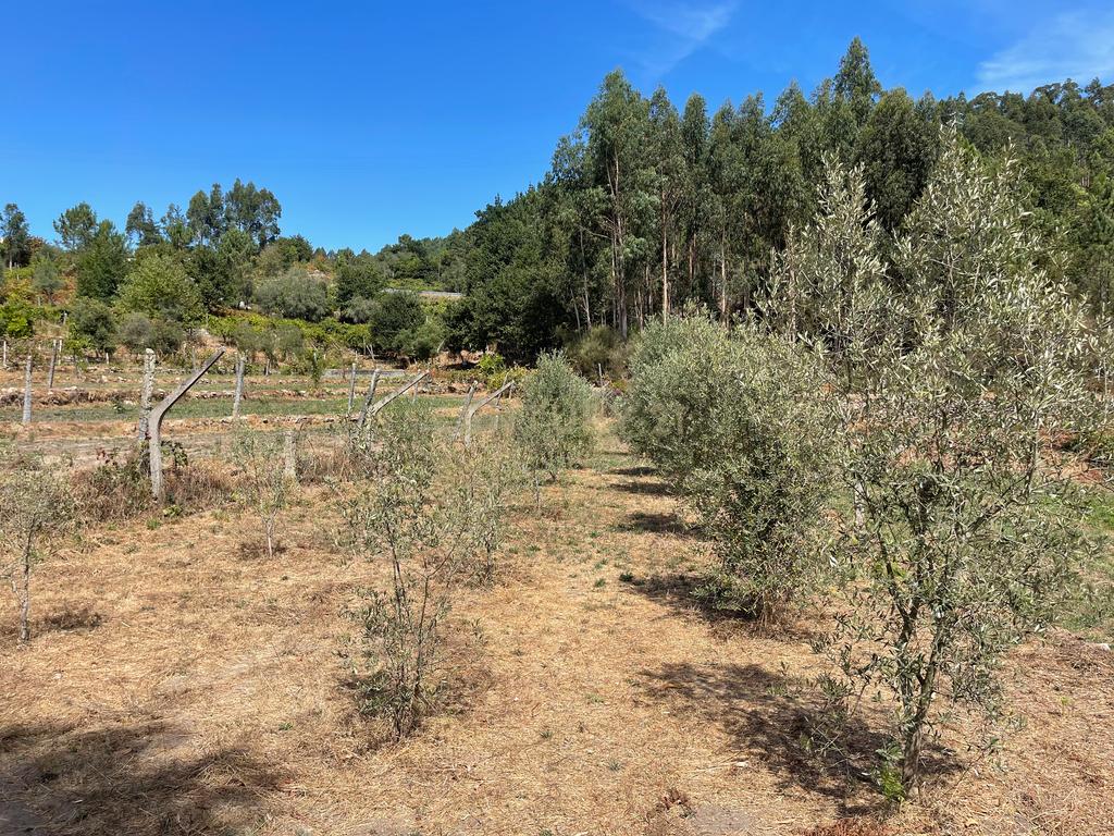 Uma propriedade rural de 1,5 hectares situada em Oliveira de Frades, que possui uma casa de 80m2 necessitando de renovação, está próxima da albufeira da Barragem de Ribeiradio. - Image 34