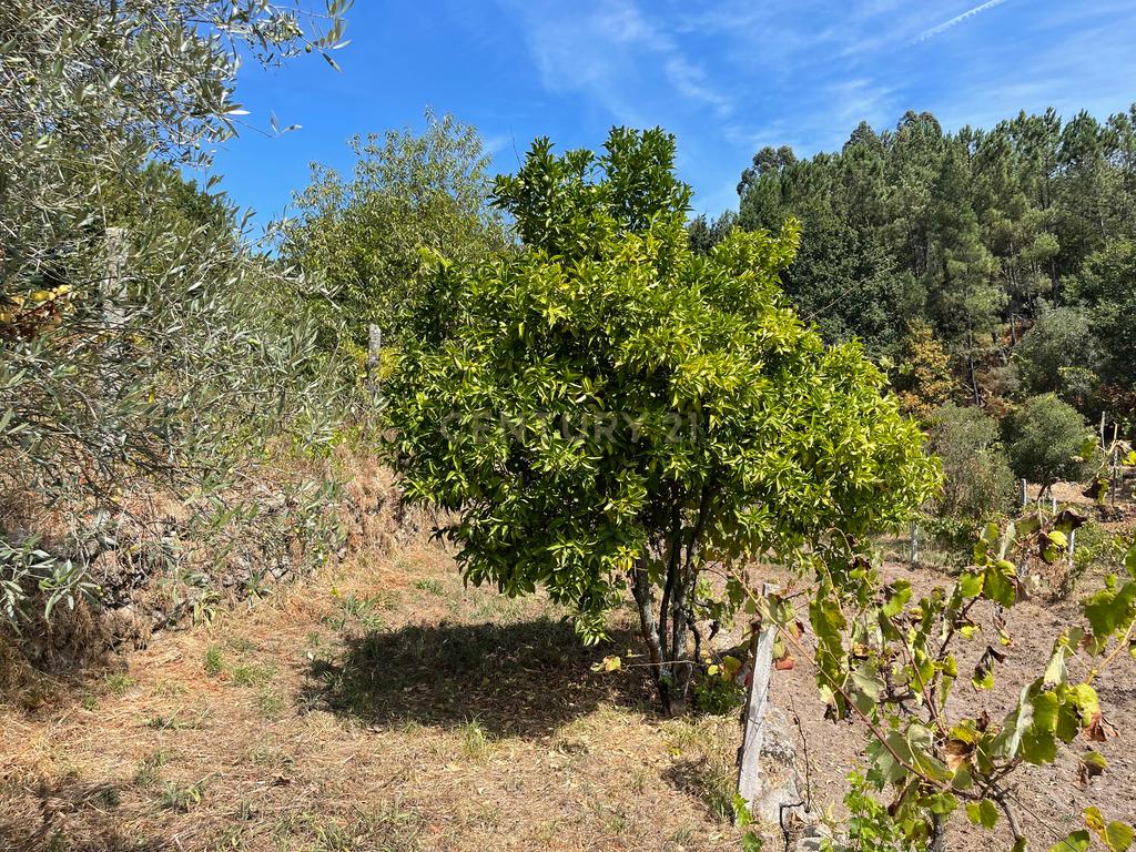 Uma propriedade rural de 1,5 hectares situada em Oliveira de Frades, que possui uma casa de 80m2 necessitando de renovação, está próxima da albufeira da Barragem de Ribeiradio. - Image 37