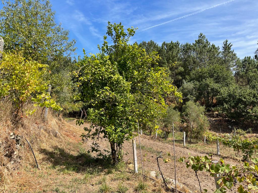 Uma propriedade rural de 1,5 hectares situada em Oliveira de Frades, que possui uma casa de 80m2 necessitando de renovação, está próxima da albufeira da Barragem de Ribeiradio. - Image 38