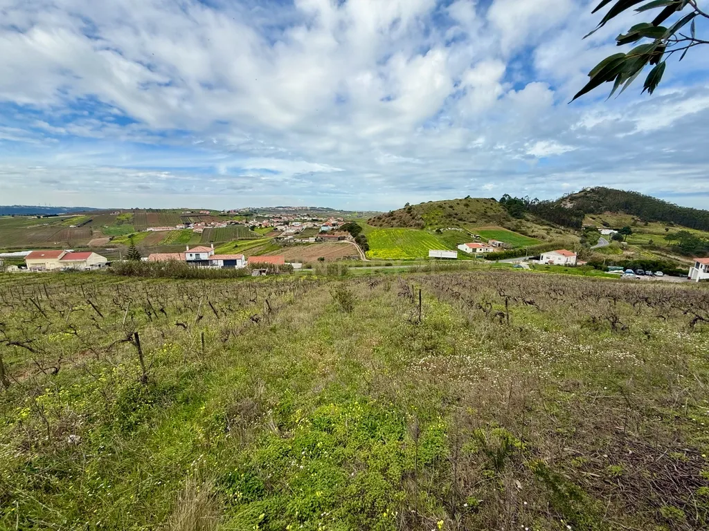 Terreno Rústico c/17 960m2 e vinhas antigas - Image 2