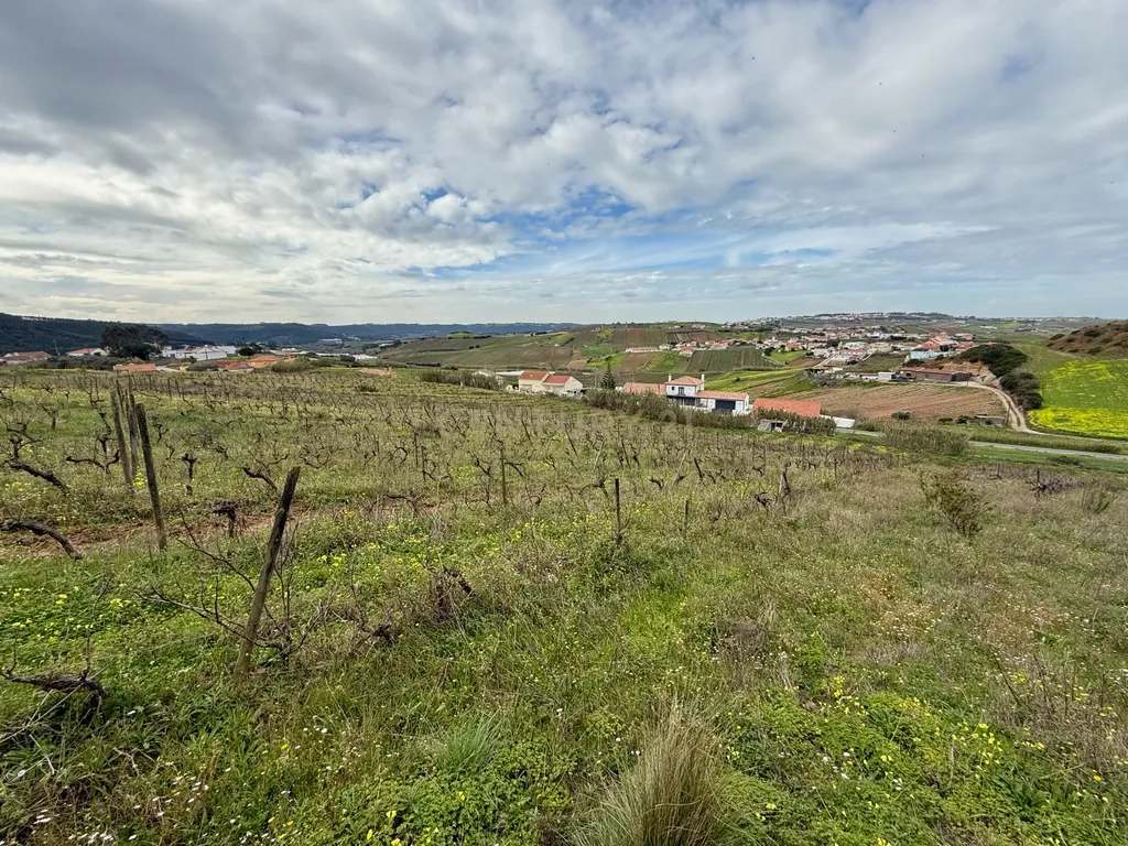 Terreno Rústico c/17 960m2 e vinhas antigas - Image 4