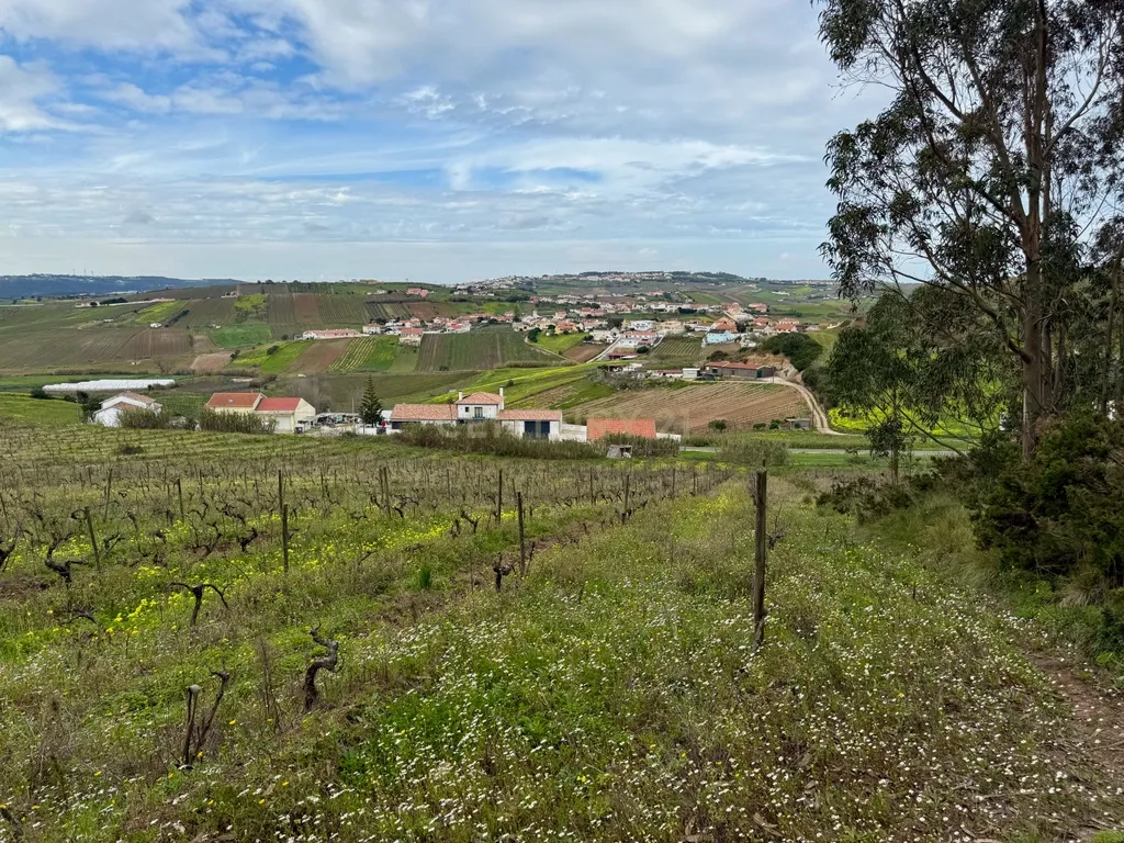 Terreno Rústico c/17 960m2 e vinhas antigas - Image 8