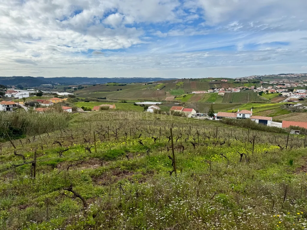 Terreno Rústico c/17 960m2 e vinhas antigas - Image 1