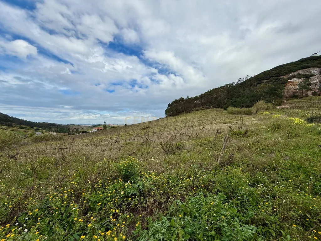 Terreno Rústico c/17 960m2 e vinhas antigas - Image 6