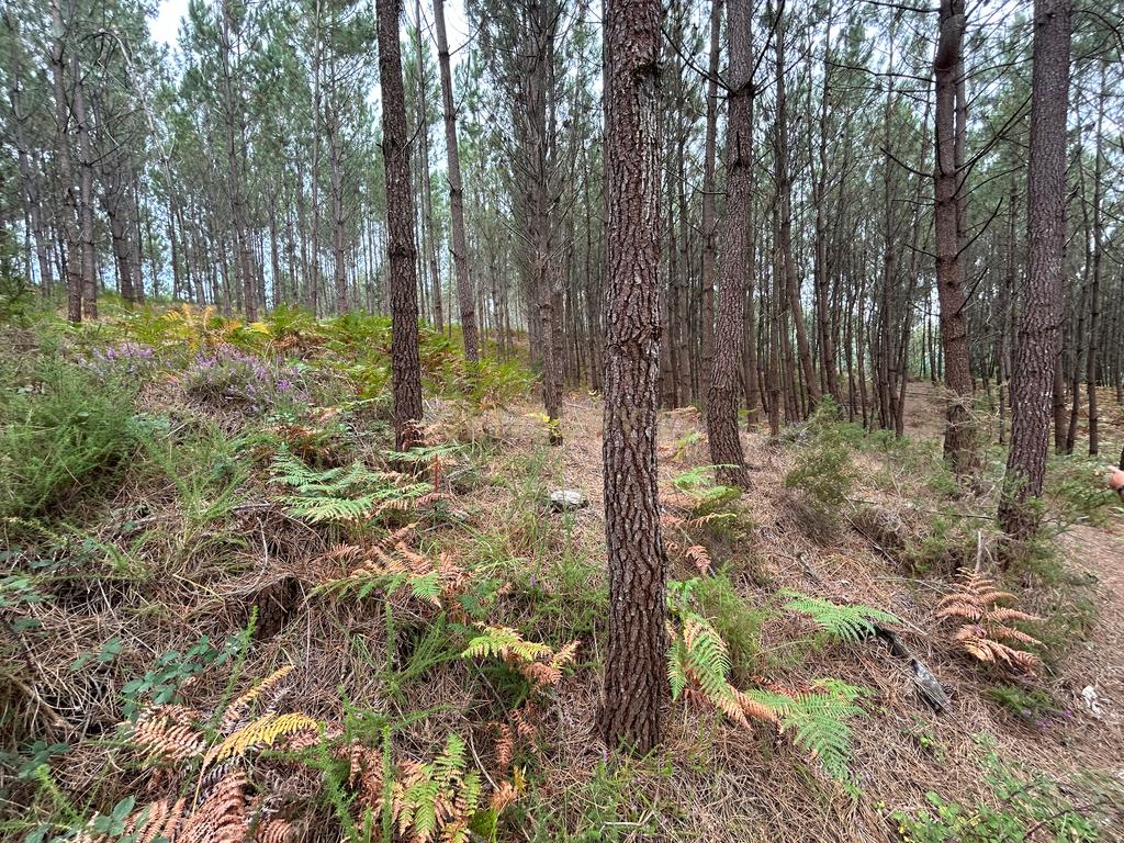 Terreno com 2020m2 para construção em Carnide - Image 44