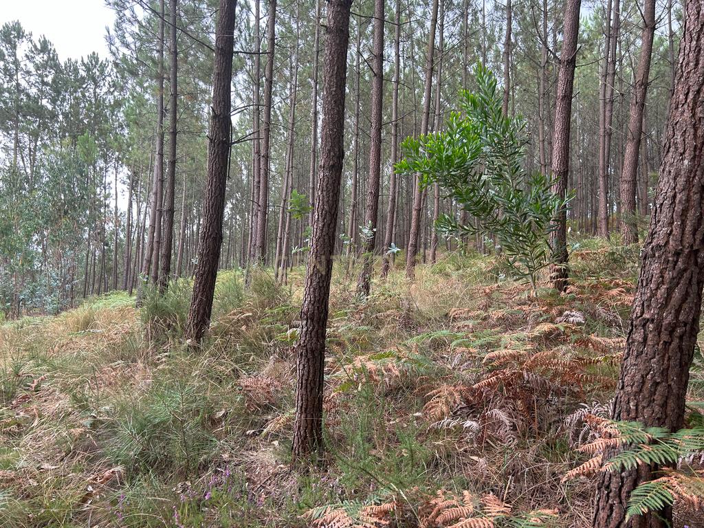 Terreno com 2020m2 para construção em Carnide - Image 43