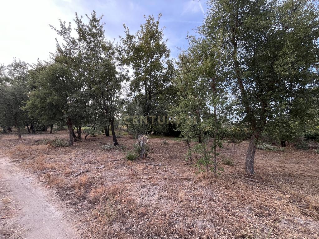 QUINTA T5 - REGUENGO - PORTALEGRE - Image 42