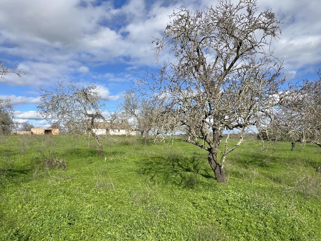 Quinta com ruína com uma área total de 16.970m2 e projeto aprovado para construção até 300m2, apenas a 5 minutos das praias. - Image 18