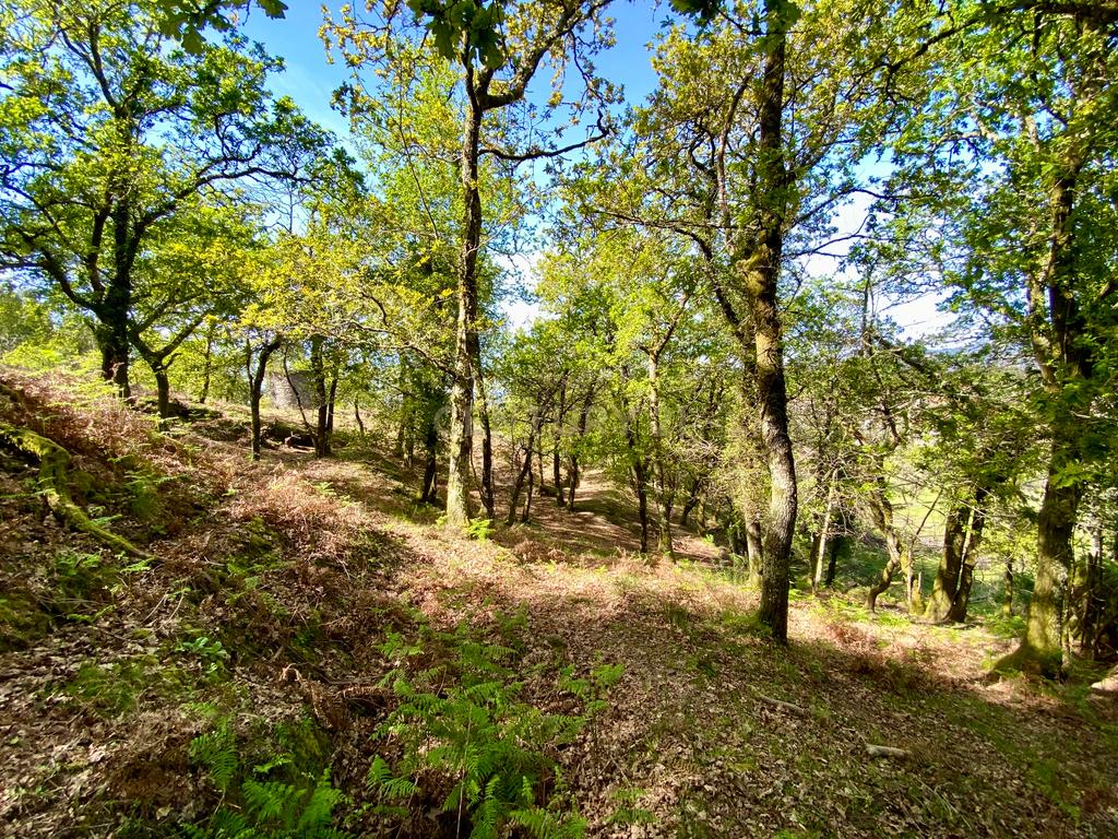 Quinta em Sobradelo da Goma, Povoa de Lanhoso (Permuta) - Image 77