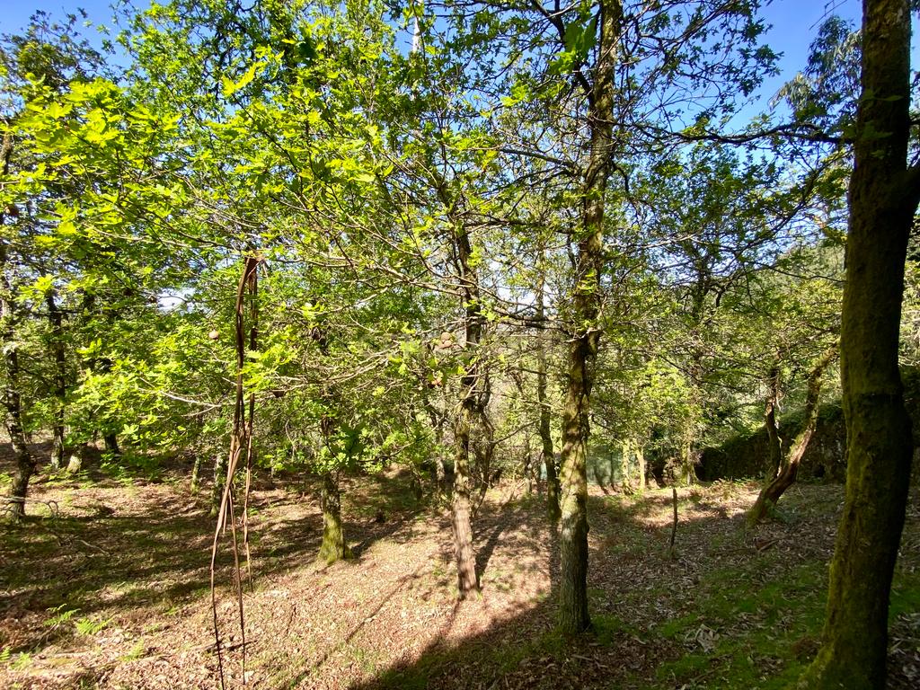 Quinta em Sobradelo da Goma, Povoa de Lanhoso (Permuta) - Image 79