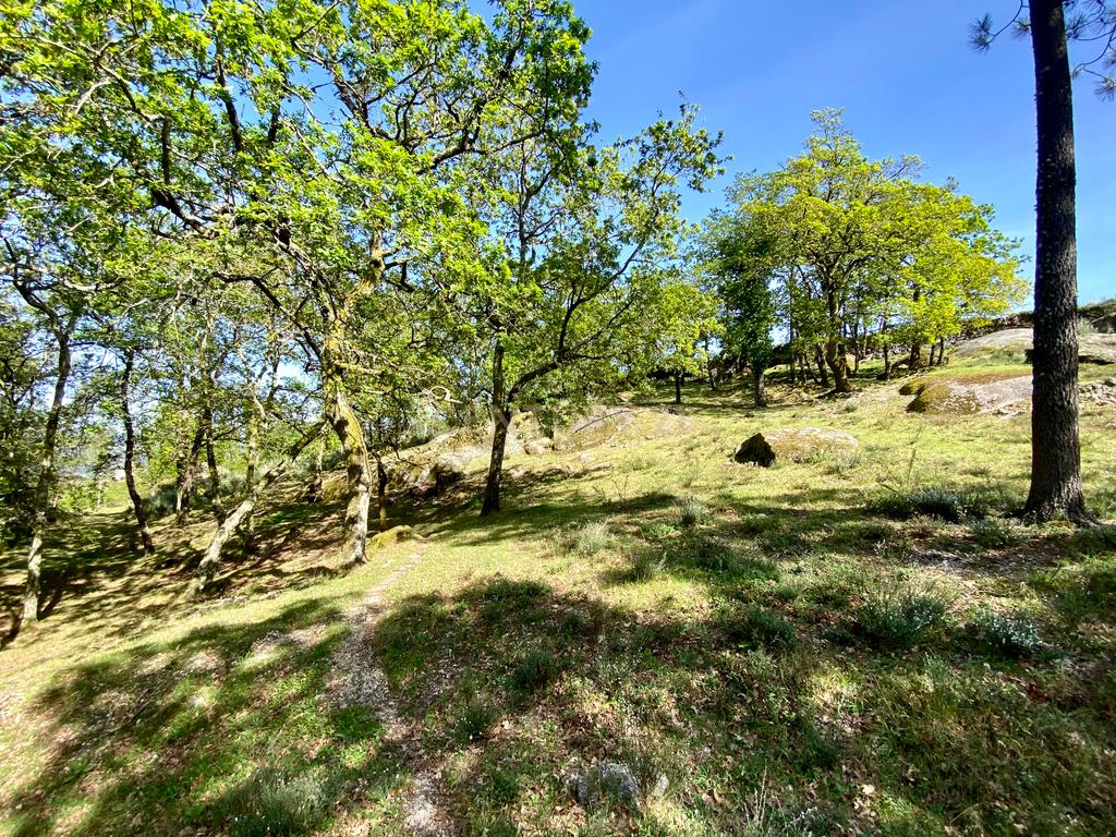 Quinta em Sobradelo da Goma, Povoa de Lanhoso (Permuta) - Image 84