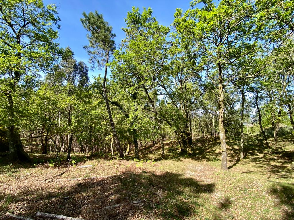 Quinta em Sobradelo da Goma, Povoa de Lanhoso (Permuta) - Image 80
