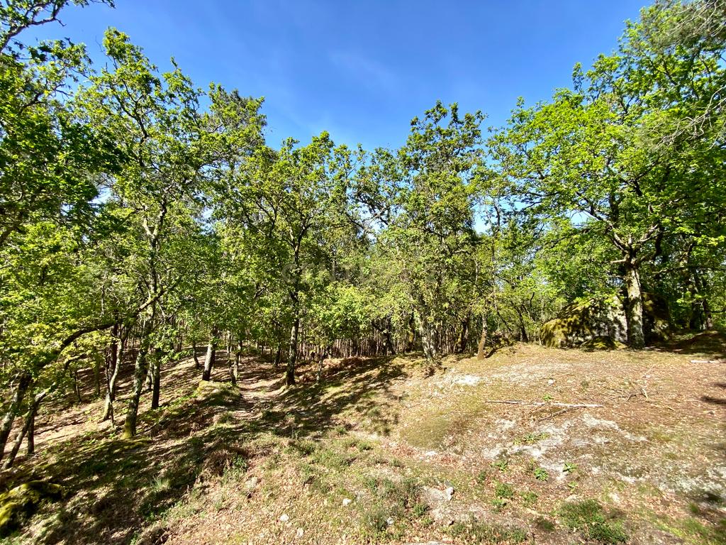 Quinta em Sobradelo da Goma, Povoa de Lanhoso (Permuta) - Image 83