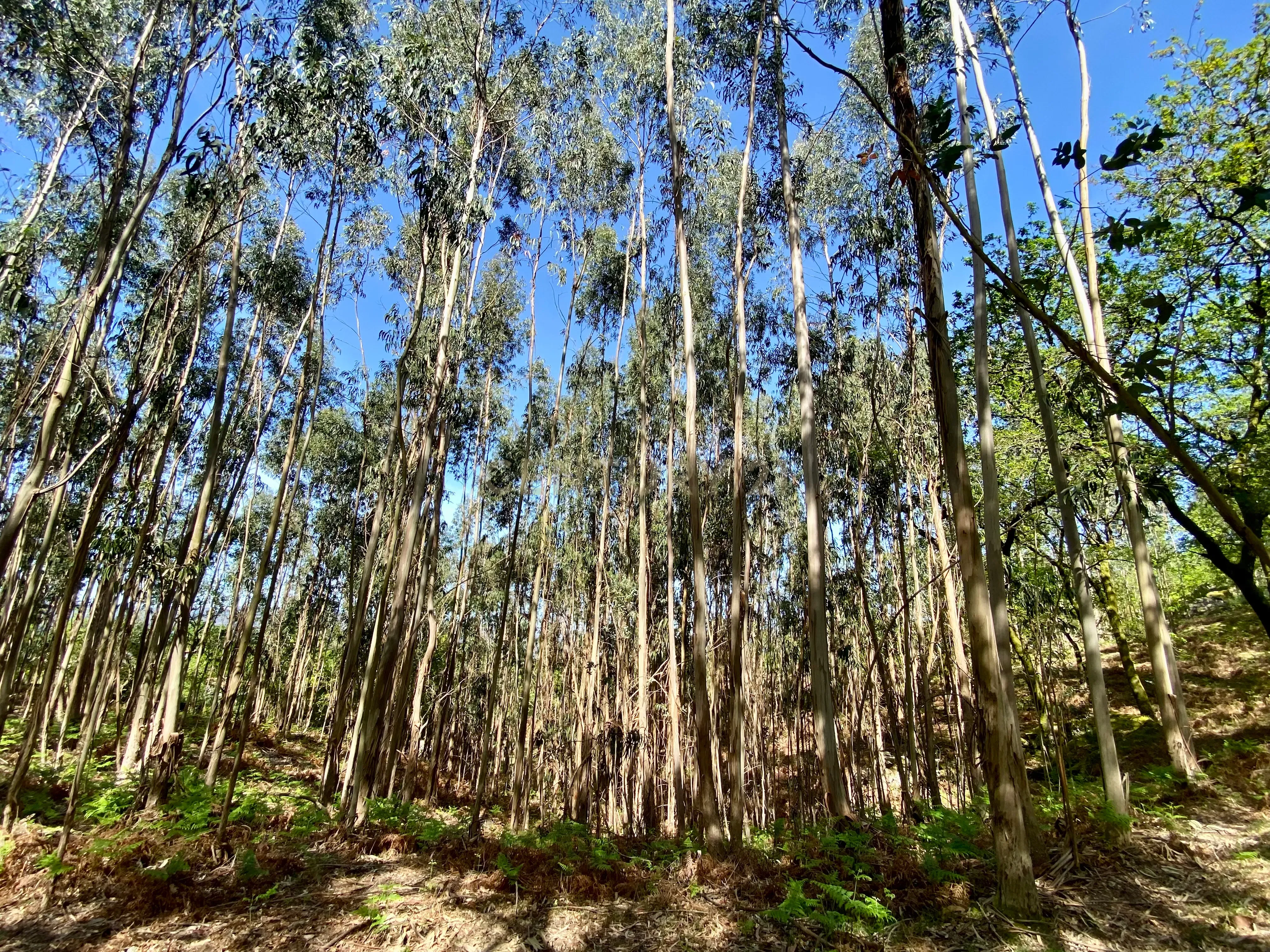 Quinta em Sobradelo da Goma, Povoa de Lanhoso (Permuta) - Image 85