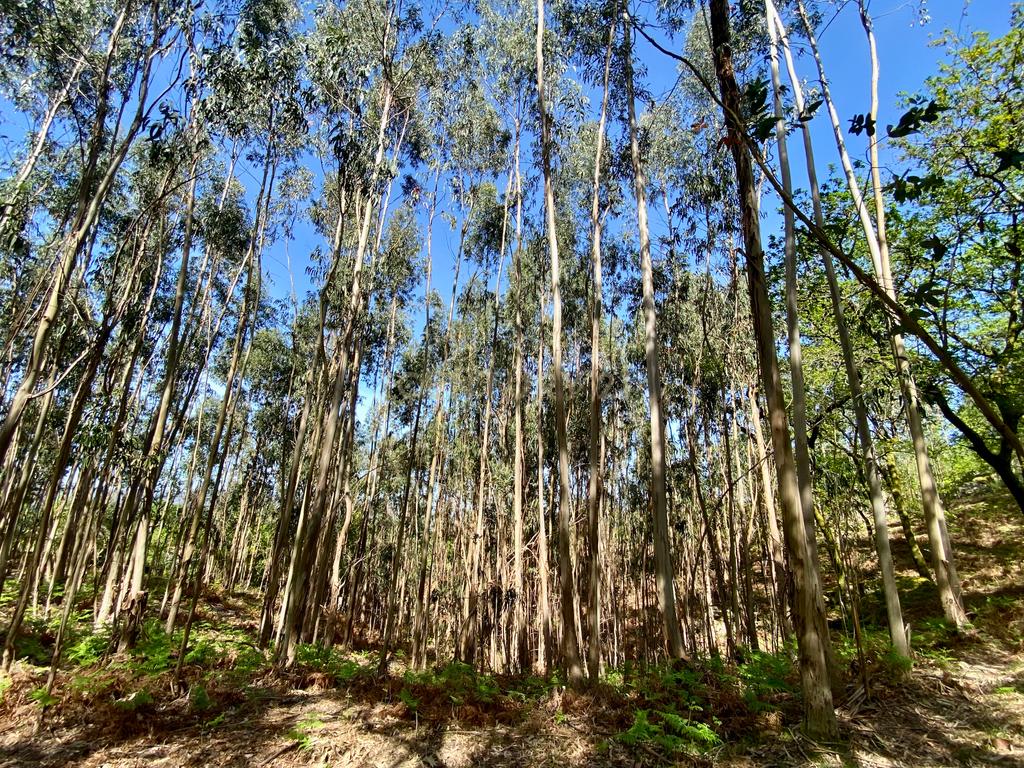 Quinta em Sobradelo da Goma, Povoa de Lanhoso (Permuta) - Image 85