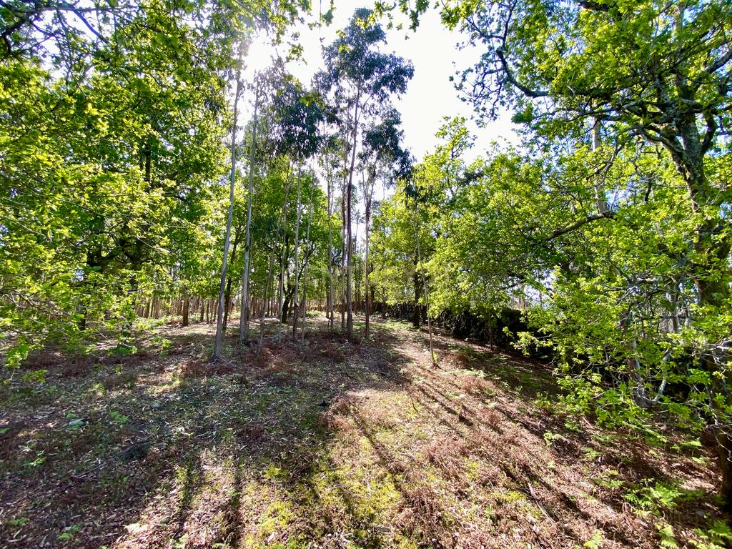 Quinta em Sobradelo da Goma, Povoa de Lanhoso (Permuta) - Image 76