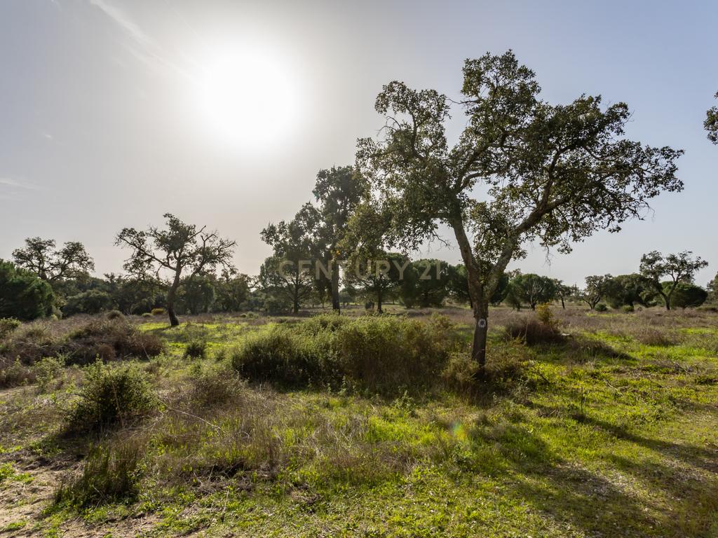 Moradia T4 em Herdade de 9,5 ha - Image 51