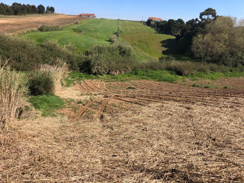 Vende-se Terreno Rustico Em Vale Medo - Lourinhã - Image 6