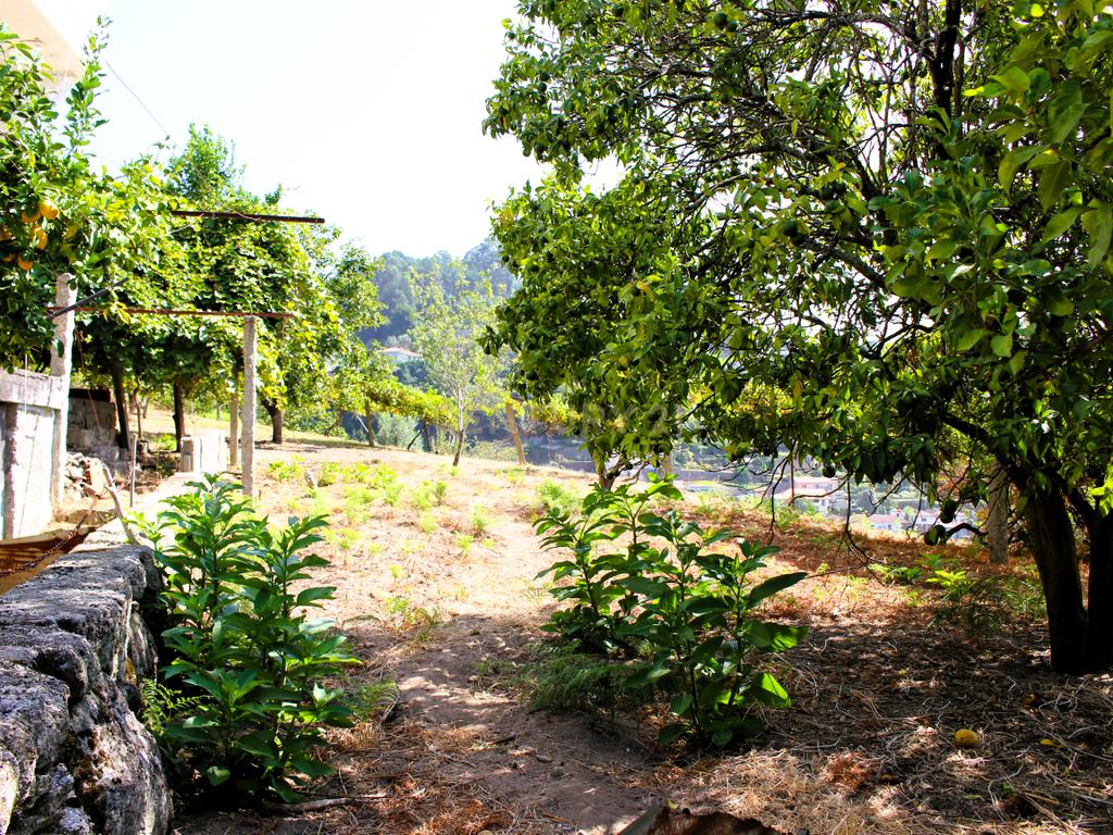 Quinta com casa com margem de rio Douro junto à Praia de Bitetos  - Image 29
