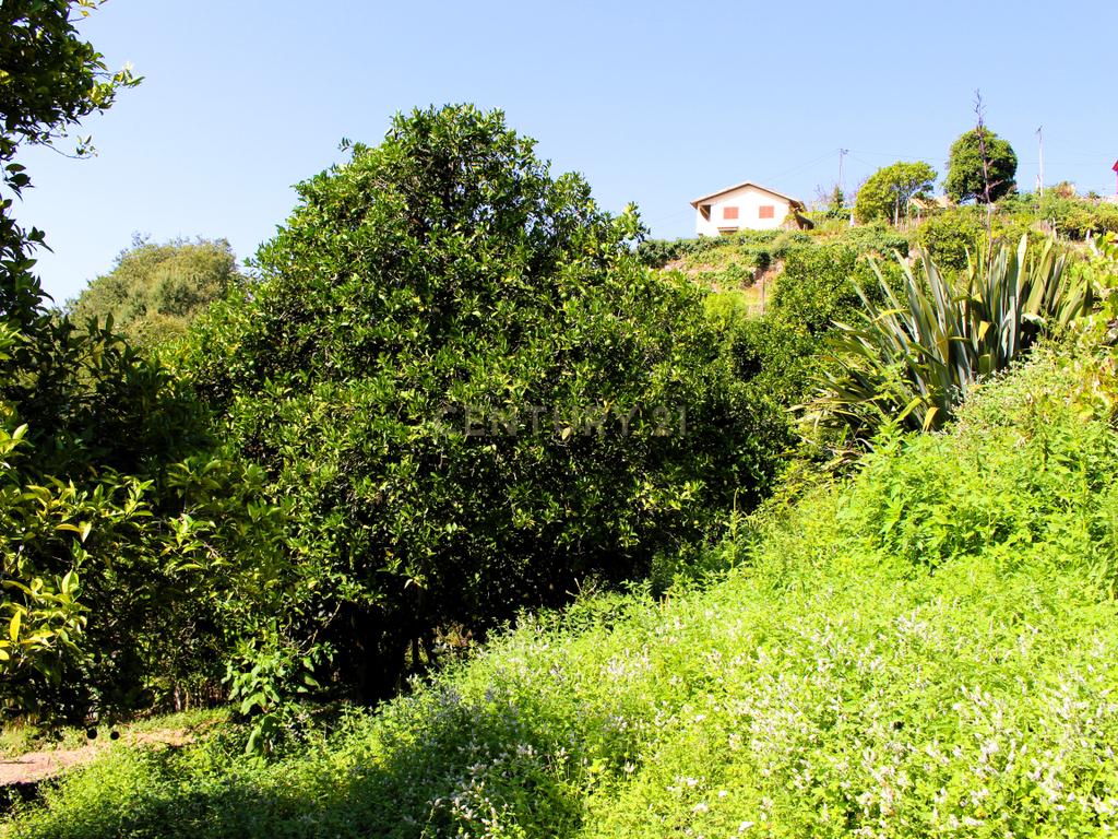Quinta com casa com margem de rio Douro junto à Praia de Bitetos  - Image 36