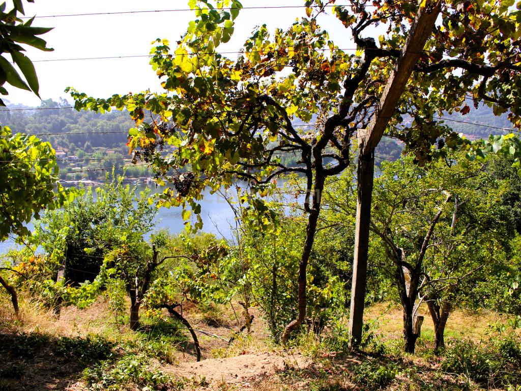 Quinta com casa com margem de rio Douro junto à Praia de Bitetos  - Image 48