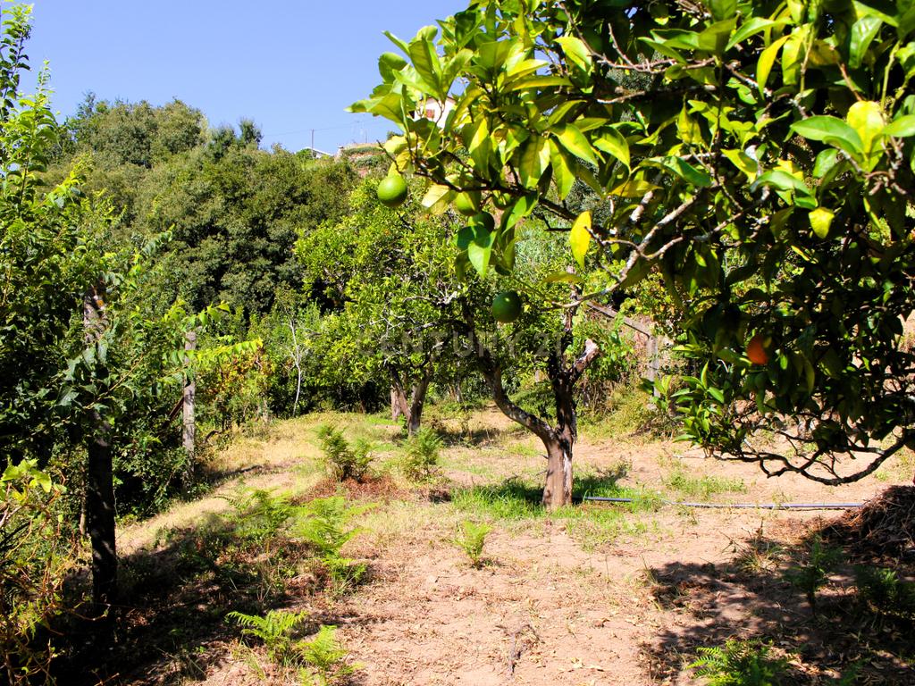 Quinta com casa com margem de rio Douro junto à Praia de Bitetos  - Image 27