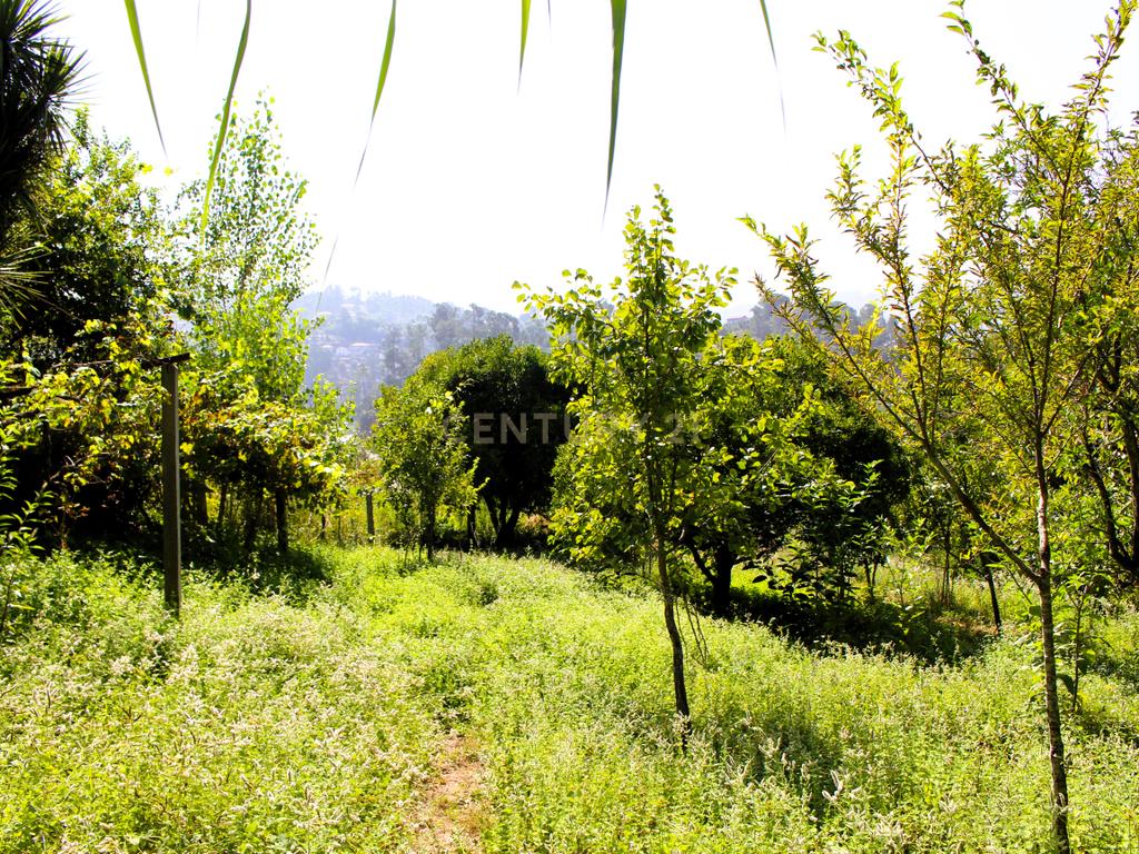 Quinta com casa com margem de rio Douro junto à Praia de Bitetos  - Image 25