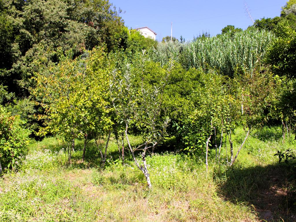Quinta com casa com margem de rio Douro junto à Praia de Bitetos  - Image 26