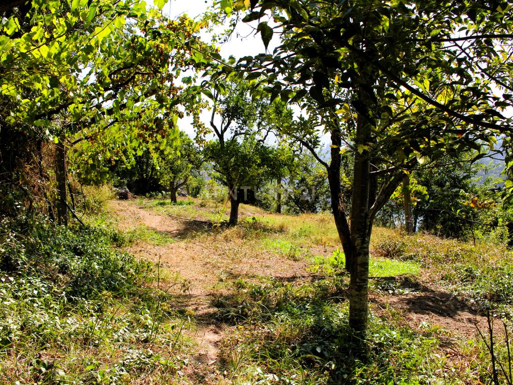 Quinta com casa com margem de rio Douro junto à Praia de Bitetos  - Image 28