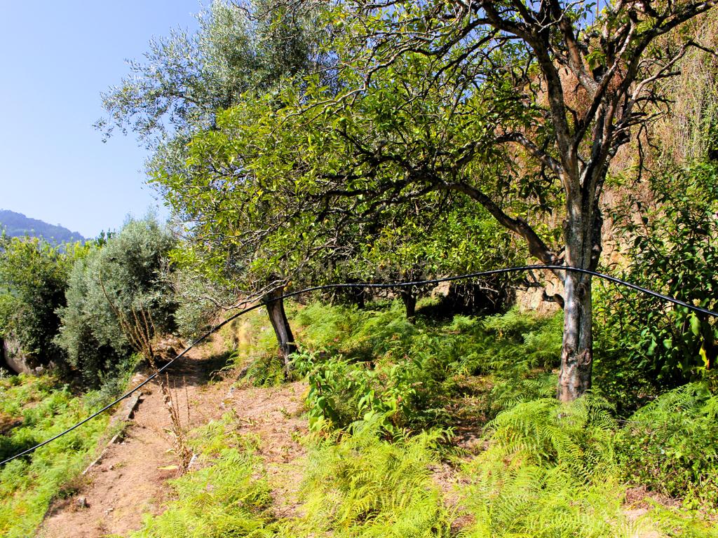 Quinta com casa com margem de rio Douro junto à Praia de Bitetos  - Image 35