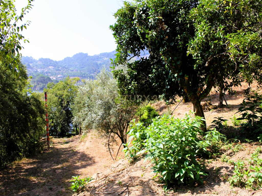 Quinta com casa com margem de rio Douro junto à Praia de Bitetos  - Image 56