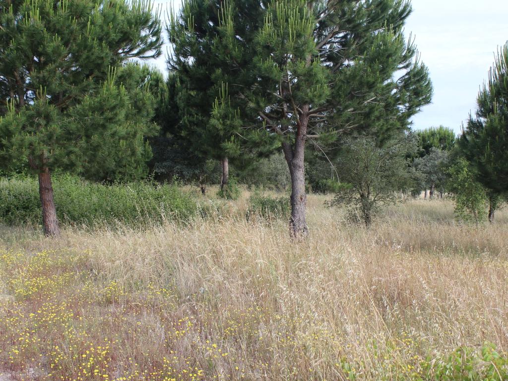 Terreno em Pegões Velhos com 16901 m2 - Image 20