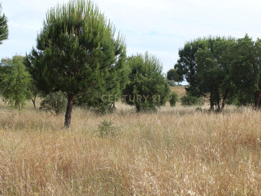 Terreno em Pegões Velhos com 16901 m2 - Image 3