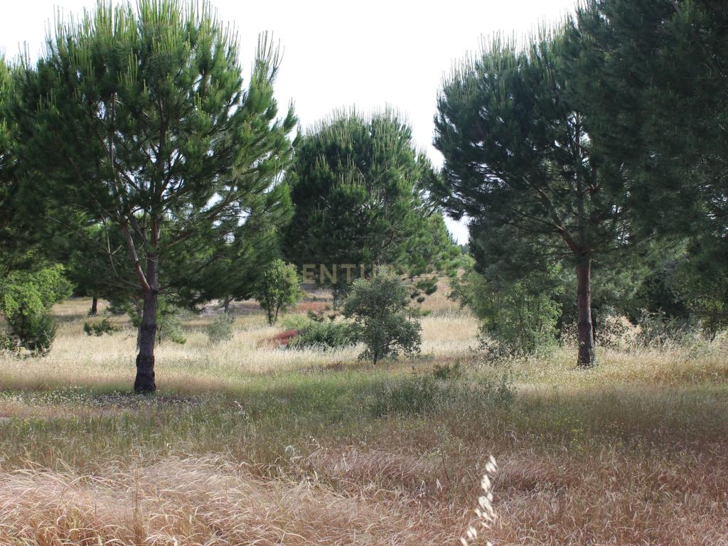 Terreno em Pegões Velhos com 16901 m2 - Image 9